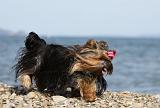 YORKSHIRE TERRIER 294